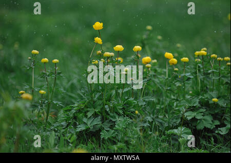 Globeflowers sur le terrain au cours d'une chute de neige. Banque D'Images