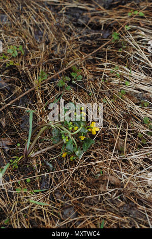 Globeflowers sur le terrain au cours d'une chute de neige. Banque D'Images