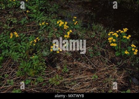 Globeflowers sur le terrain au cours d'une chute de neige. Banque D'Images