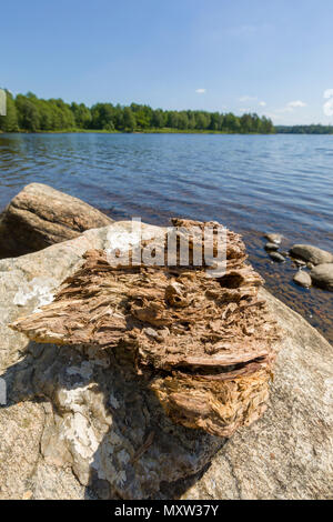 Close up abstraite de morceau de bois flotté sur un rocher en bord de l'eau au lac Uspen sur une chaude journée d'été. Lake Uspen, une destination populaire pour les loisirs comme la natation en été, est situé dans la municipalité Lerum, une banlieue de Göteborg, Suède Banque D'Images