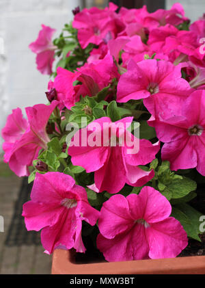 Le quartier animé de fleurs roses de la plante à massif d'été populaires, pétunia, dans une fenêtre de plus en plus fort. Banque D'Images