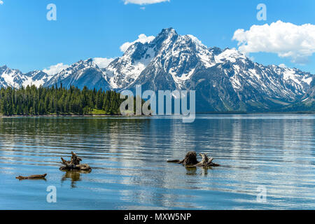 Mt. Moran - Printemps voir de la neige a couvert le mont Moran à Colter Bay de Jackson dans le Lac du Parc National de Grand Teton, Wyoming, États-Unis. Banque D'Images