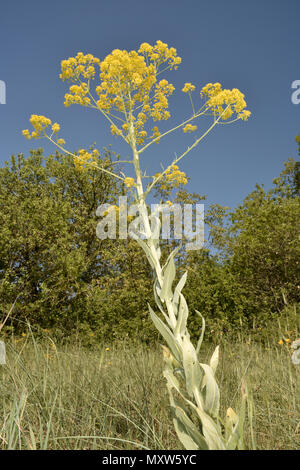 Isatis tinctoria - guède Banque D'Images