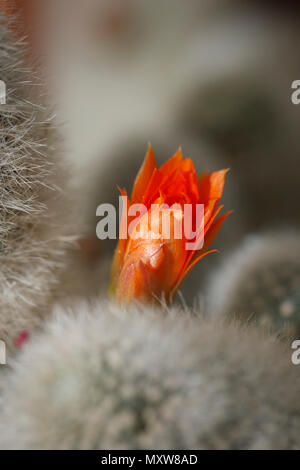 La fleur orange de l'arachide, cactus Echinopsis chamaecereus, à l'intérieur de l'arboretum à Manito Park à Spokane, Washington. Banque D'Images