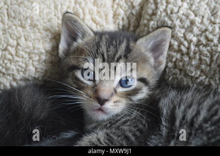 Tabby chaton aux yeux bleus, 6 semaines chaton Banque D'Images