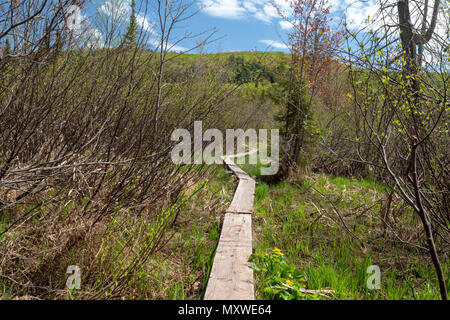 Ontonagon, Michigan - Promenade sur un sentier de randonnée à travers les terres humides dans les montagnes Porcupine Wilderness State Park. Banque D'Images