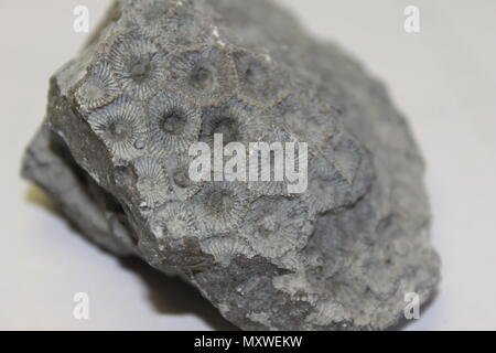 Un grand matières Petoskey stone. Banque D'Images