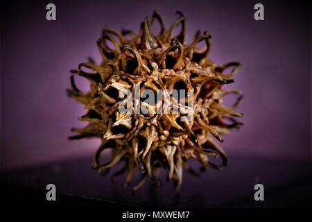 Close up d'une graine d'un Sweet Gum Tree. Banque D'Images