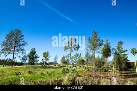 Le Mountainside avec forêt de pins Banque D'Images