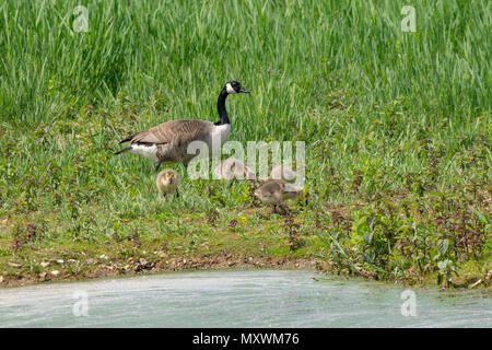 Canada Goose et oison Banque D'Images