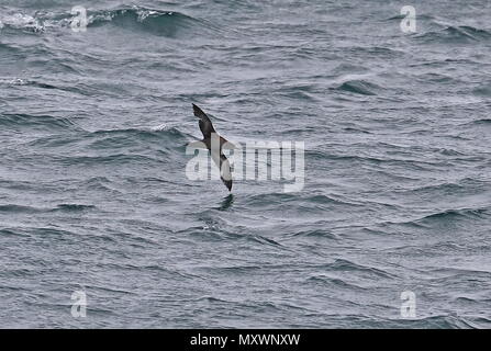 Puffin fuligineux (Ardenna grisea) adulte en vol au dessus de la mer, dans la baie de Biscaye, la mue de l'Océan Atlantique peut Banque D'Images