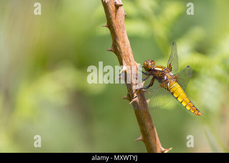 Corps large chaser (libellula depressa) l'abdomen aplati brun jaune femelle ou mâle immature perché sur twiggy la végétation. La base de l'aile brun. Banque D'Images