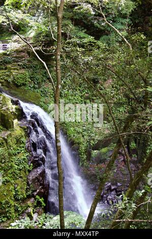 48 Akame : Cascades, sentiers de randonnées mystérieuses des arbres géants et des roches couvertes de mousse, d'une nature préservée, une végétation luxuriante et de cascades au Japon Banque D'Images