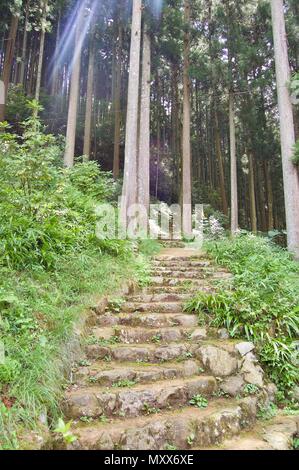 48 Akame : sentier de randonnée des chutes d'mystérieux rock avec étapes à travers des arbres géants, la nature intacte, feuillage et végétation luxuriante menant à des cascades Banque D'Images