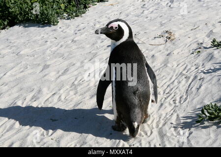 Manchot à Boulders Beach près de Simon's Town, Afrique du Sud. Banque D'Images