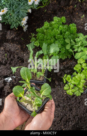 Jeunes pousses de pak choi ou pak choy plantés dans le sol dans le jardin Banque D'Images