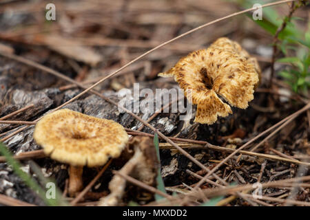 Deux petits champignons brun doré - Wolf Lake Park, Davie, Floride, USA Banque D'Images