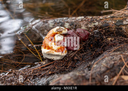 Orange Rouge champignon poussant à partir de la racine de l'arbre par l'eau du lac - Wolf Lake Park, Davie, Floride, USA Banque D'Images