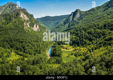 Rivière de montagne et forêt de Tara au Monténégro. Vue du pont d'arc Durdevica. Banque D'Images