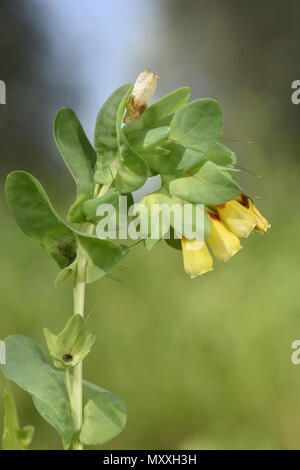 - Honeywort Cerinthe major Banque D'Images