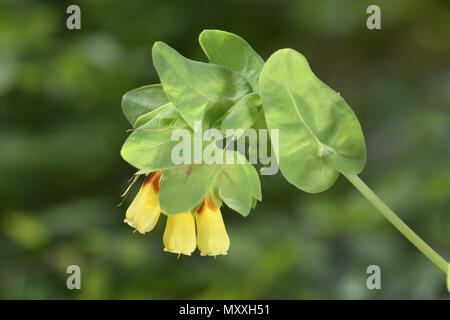 - Honeywort Cerinthe major Banque D'Images