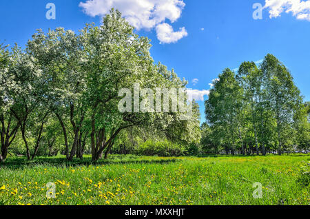 Floraison de printemps d'Apple et de cerisiers dans un parc de la ville sur une journée ensoleillée. La pelouse verte sous les branches en fleurs est couvert avec des g Banque D'Images