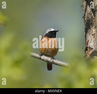 Paruline flamboyante - Phoenicurus phoenicurus Banque D'Images