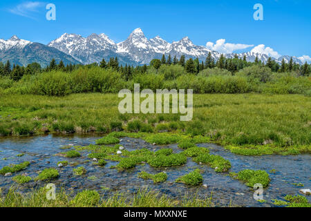 Les zones humides de montagne printemps - printemps voir d'une zone humide le long de la rivière Snake, à la base de chaîne Teton à Grand Teton National Park, Wyoming, USA. Banque D'Images