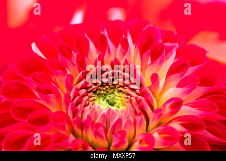 Rouge, rose et jaune fleur dahlia avec centre jaune et vert close up macro photo. Soulignant la photo couleur couleurs rougeâtre et résumé Banque D'Images