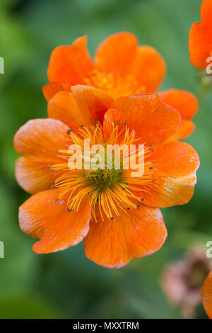 Geum coccineum 'Cooky' Banque D'Images