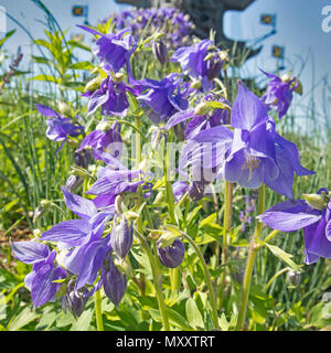 Le Akilegiya Terry. Aquilegia vivace Rose Clémentine. Aquilegia Nora Barlow (Clematis Fleurs de rose ou de l'Ancolie) Banque D'Images