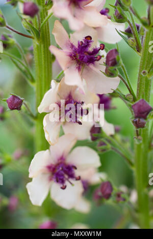 Verbascum 'Southern Charm' Banque D'Images