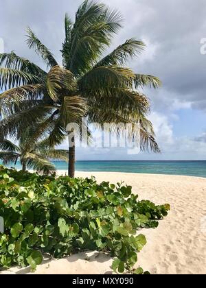 Belle plage de sable fin à la Barbade (île des Caraïbes) avec de luxuriants palmiers et plantes, sable blanc, un ciel bleu avec des nuages blancs et la mer turquoise Banque D'Images