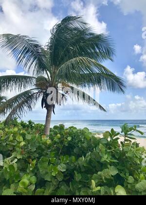 Belle plage de sable fin à la Barbade (île des Caraïbes) avec de luxuriants palmiers et plantes, sable blanc, un ciel bleu avec des nuages blancs et la mer turquoise Banque D'Images