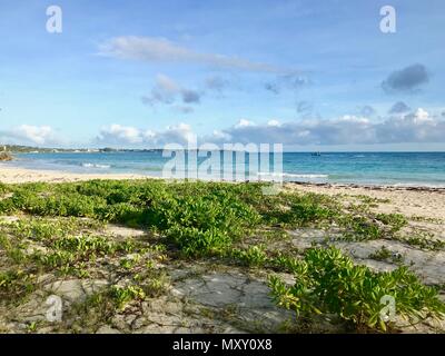 La nature intacte à la belle plage de Welches idyllique Oistins, Barbade (île des Caraïbes) avec du sable, des petites plantes vertes, et un ciel bleu clair Banque D'Images