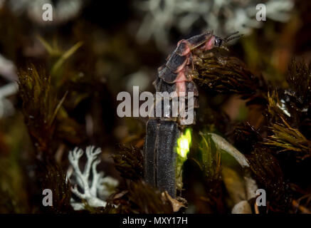 Ver luisant commun glowing dans l'obscurité d'une nuit d'été Banque D'Images