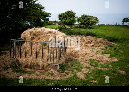 Rack de fourrage avec du foin pour animal de la ferme. Un rack avec le foin récolté dans la zone verte campagne. Convoyeur d'animaux métalliques remplis de foin dans le Banque D'Images