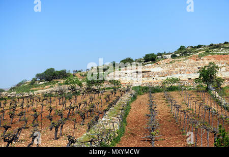 Vignobles israéliens en Cisjordanie. Banque D'Images