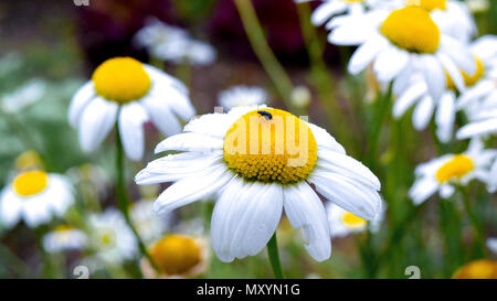 Beau paysage magnifique avec des fleurs magnifiques de différentes fleurs colorées y compris les asters ,purple daisy, hortensia à style Japonais Banque D'Images