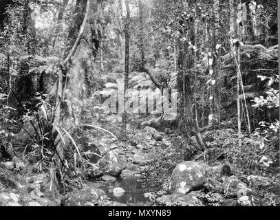 Ruisseau Morans, Parc National de Lamington, Ullenhall Shire, septembre 1933. Banque D'Images