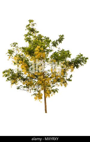 Un grand arbre avec fleur jaune isolé sur fond blanc Banque D'Images