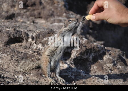 Une alimentation à une arachide spermophile de barbarie, Fuerteventura, Îles Canaries, Espagne Banque D'Images