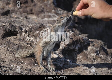 Une alimentation à une arachide spermophile de barbarie, Fuerteventura, Îles Canaries, Espagne Banque D'Images