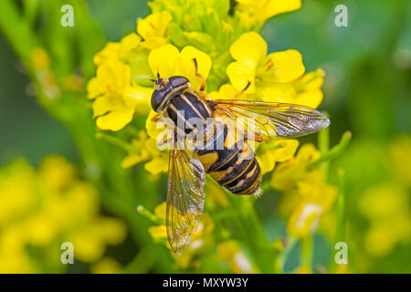 Hoverfly (Helophilus pendulus Sunfly) se nourrissant de charlock Banque D'Images