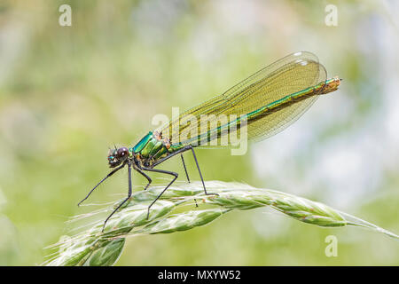 Bagués femelle Calopteryx splendens (Demoiselle) Banque D'Images