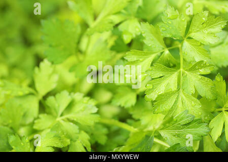 Image texture libre de persil potager jardin d'herbes. humide de rosée d'une nuit ou de la pluie. Jardinage maison saine alimentation et mode de vie pour les ingrédients Banque D'Images