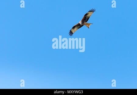 Red Kite flying in sky Banque D'Images