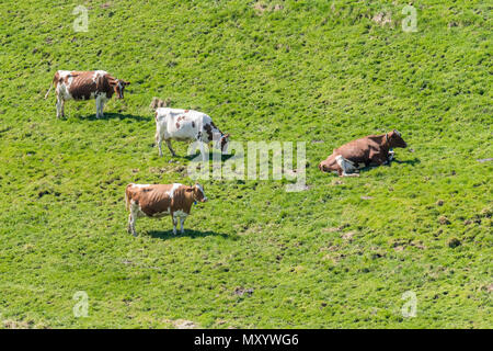 Les vaches Suisses sur un pré vert dans l'Emmental Banque D'Images