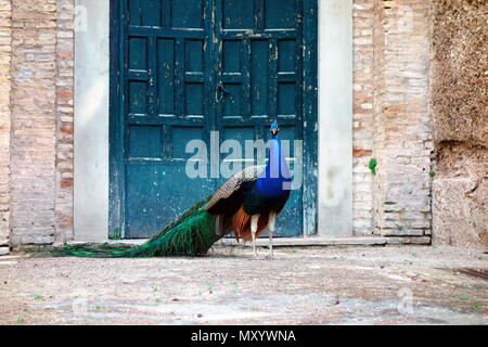 Peacock pose dans les jardins de l'Alcazar, Séville Banque D'Images