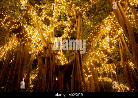 Arbres lumineux festif - Brisbane, Queensland, Australie Banque D'Images